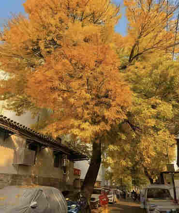 Hutong Walking Tour